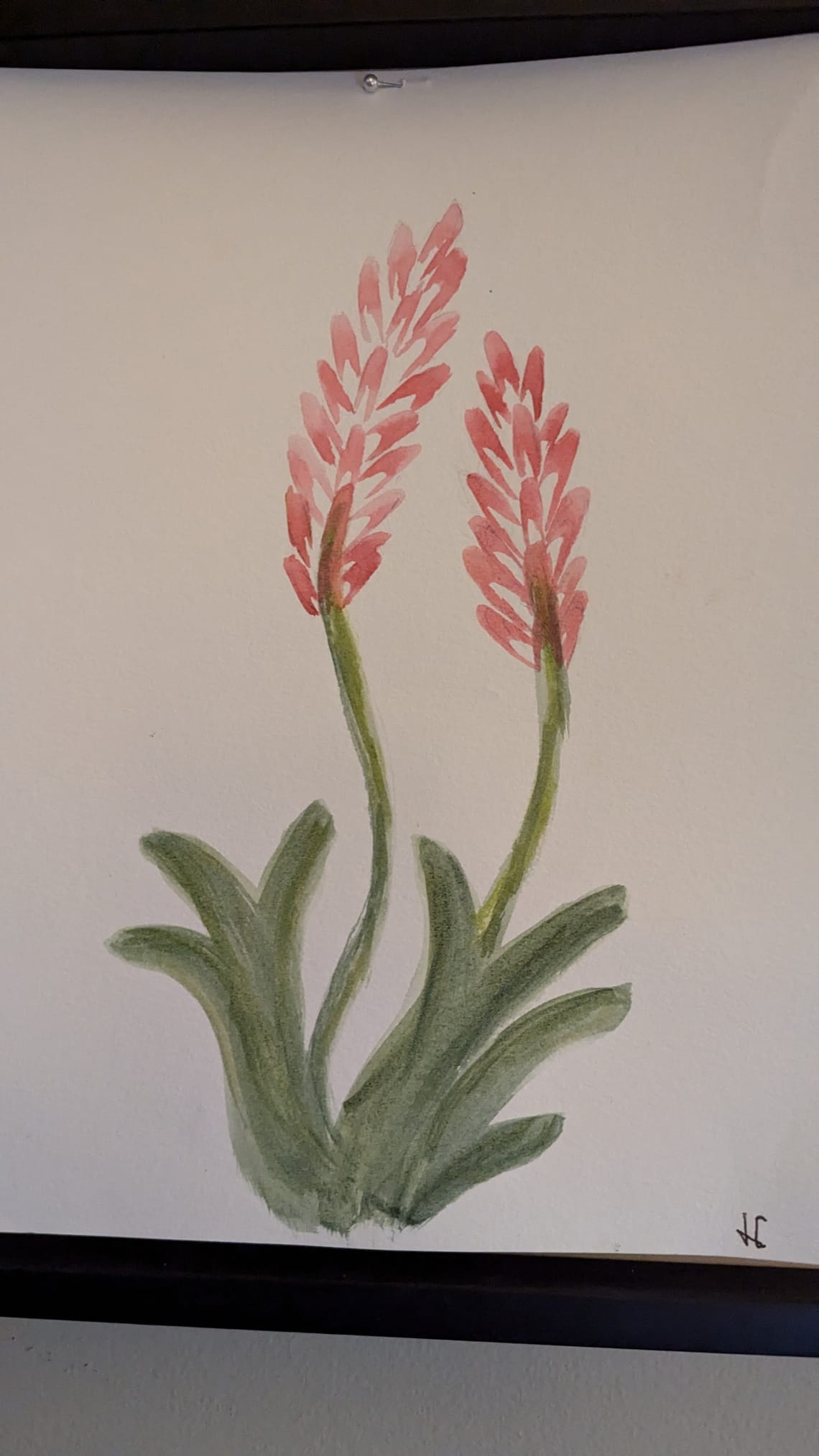 Watercolor Pink Ginger Lily